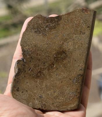 Vesta Howardite NWA Meteorite - 4,7'' HED Achondrite Asteroid Slice, 255g