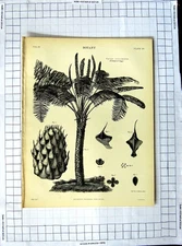 Original Old Antique Print Encyclopaedia Britannica Botany Cuckow Pint Plants