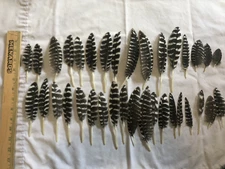 Wild Eastern Turkey Secondary Wing Feathers  Fly Tying Crafts