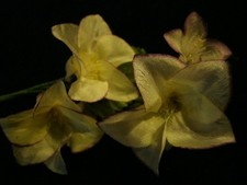 Vintage Millinery Flower Pale Yellow Silk 1 3/4" for Hat Wedding  Hair Y218