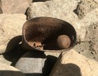 Vintage Old Iron Rusty Cow Bell Farm Animal Rustic Cottage Decor — photo 5
