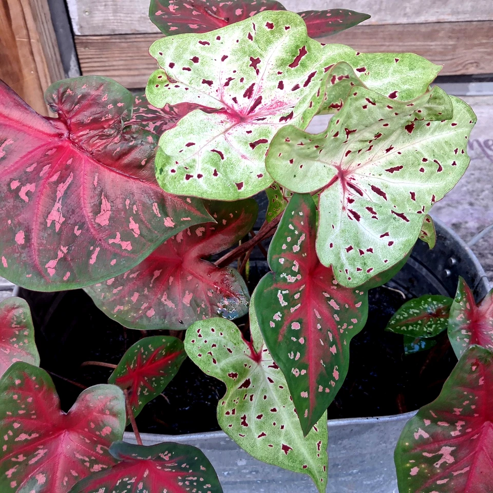 Bombillas de caladio para plantar, mezcla 6 bombillas varios colores de Florida Foto 3 de 4