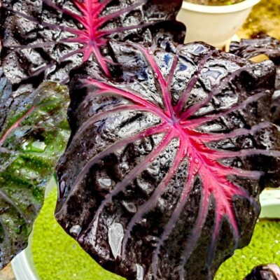 Colocasia Bulb Black Lava Tuber Elephant Ears New Hybrid From Thailand |  eBay