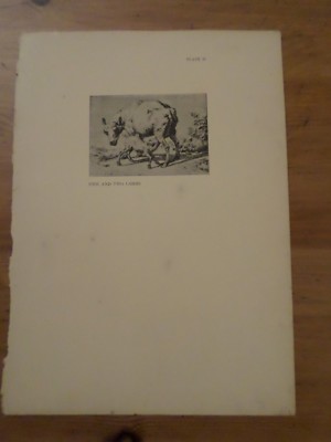 Old Papers, Antique Page, Prints, EWE And TWO LAMBS, Sheep, Art