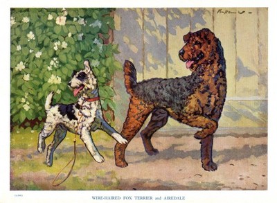 c1950 Vintage Airedale & Fox Terrier Art Print Ken Harrow Illustration 6464