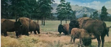Vintage Buffalo Bison Herd Nursing Baby Old West Chrome Postcard