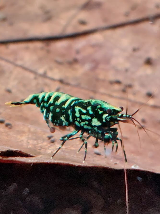 Crevettes Caridina Wicked Stardust pour peupler un bac planté