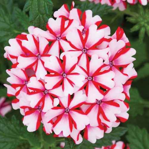 50 Candy Cane Verbena Seeds Groundcover Tender Perennial Bees Seed Flower - Picture 12 of 24