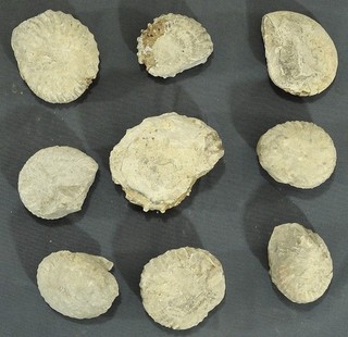9 AMMONITES ALBIEN DE L' AUBE HOPLITES DOUVILLEICERAS PLANUS courcelles troyes