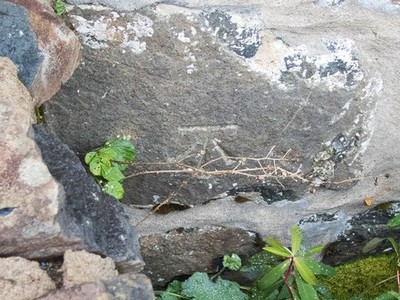 Photo 6x4 Benchmark over the wall Pennyghael The benchmark is on the wall c2017