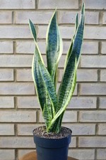 Large Sansevieria Laurentii (Snake Plant) 70cm Tall Indoor House Plant