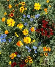Wildflower Mix LOW GROWING Short Flowers w/ Perennials USA Non-GMO 1000+ Seeds!