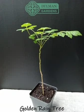 Golden Rain Tree - Koelreuteria paniculata - Live Plant - 6 to 8 inches