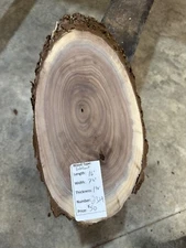 Black Walnut Cookie Slab #2329, live edge slab, unfinished, free shipping