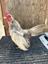 Kikiriki Hatching eggs 6 2