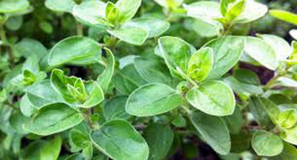 Marjoram Seed , Sweet, Heirloom , NON GMO, Herb , 100 Majoram