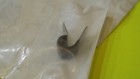 1 NOS OEM Harley Davidson Regulator Cable Clamp P/N 71595 63A