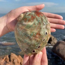 10-11cm Natural Australian Green Abalone Shell Home Decor Aquarium Tank Ornament
