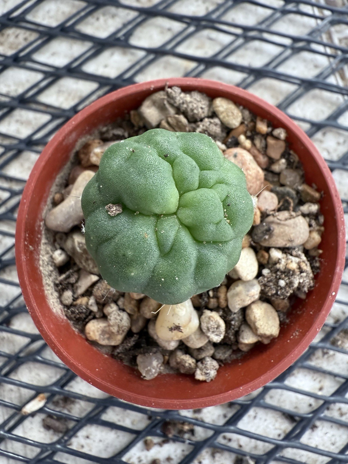 E Subdenudatum Fuzzy Navel Crest Rare Clone Starter Plant