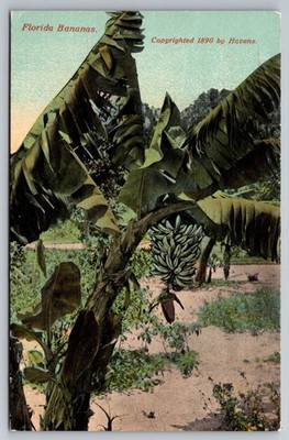 Banana Tree Grove with Ripe Fruit, Florida Agricultural Scene Postcard