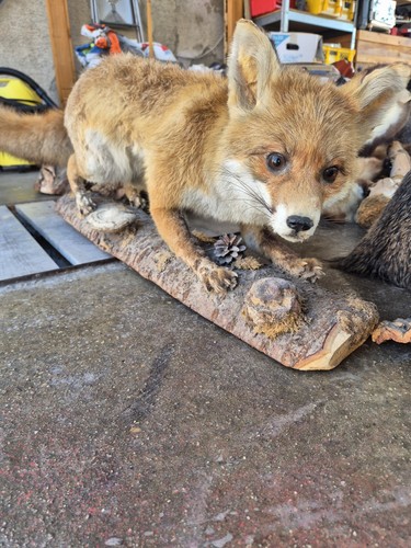 Ausgestopfter Fuchs auf Wurzel, Holzbrett, Fell, Trophäe, Tierpräparation. - Bild 1 von 1
