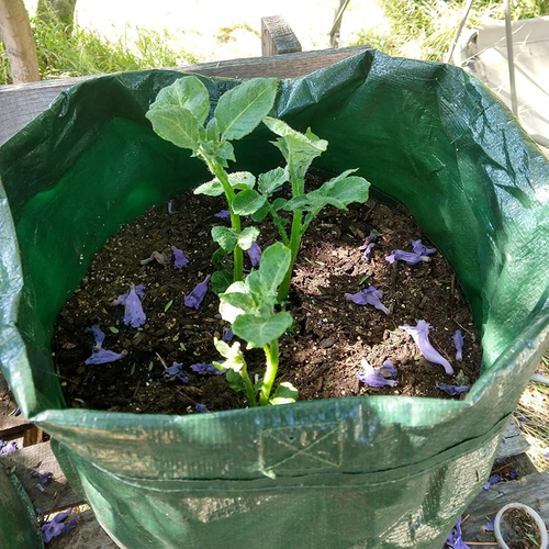 Potato Grow Bags, 4 Pack 10 Gallon with Flap and Handles Planter Pots for Onion, - Picture 8 of 12