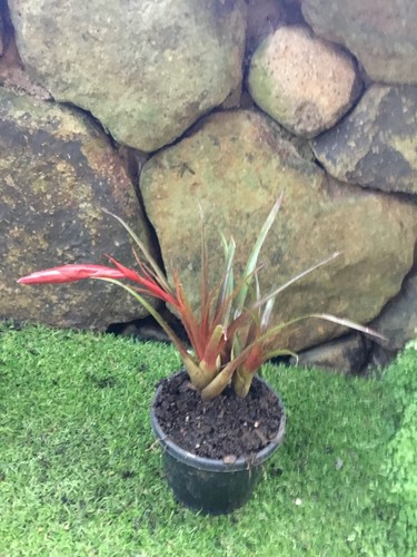 BROMELIAD - Small Grower - Vriesea ASTRID FLOWERING ! IN BUD - Picture 1 of 3