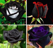  10 RARE BLACK ROSE SEEDS perennial flower garden bush tea USA SELLER W/TRACK