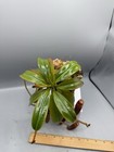 Nepenthes Villosa Mt Tambuyukon Specimen 2.5" Pitchers!  Carnivorous Plant — photo 3