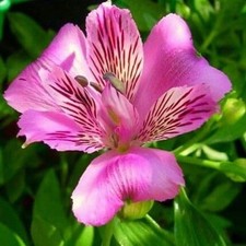 Preety Imported Double Alstroemeria Violet Color Flower Bulbs Pack Of 3 Bulbs