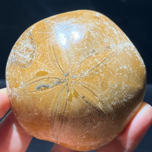 Esemplare di cristallo fossile di stelle marine naturali 157G Madagascar lucido - Foto 2 di 17