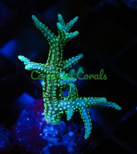 Cornbred's Neon Pompei Birds Nest - Frag - LIVE CORAL