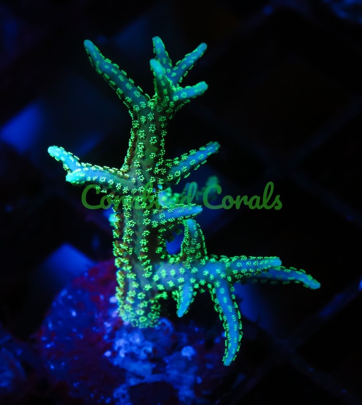 Cornbred's Neon Pompei Birds Nest - Frag - LIVE CORAL