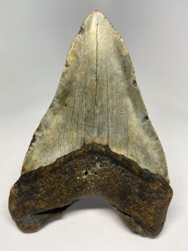 Megalodon Shark Tooth 6.09 inch - Natural - Authentic Fossil - Huge - Rare 6342 - Picture 4 of 8