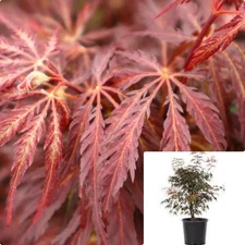 Acer Palmatum Dis Atro Inaba Shidare 5 Gallon Plant Weeping Live plant Ht7