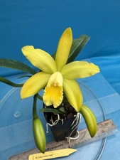 Cattleya Rlc Golden Chieftain ‘Akukii’ Golden Yellow Mericlone Orchid 2.5” Pot