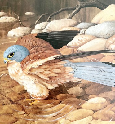 Lesser Kestrel Art Print Color Plate Birds Of Prey Vintage Nature 1979 DWT11C