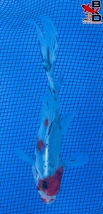 6" SHUBUNKIN Live Gold Fish Garden Pond BKD 6/2