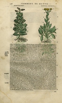 Antiker Druck - Botanik - postfrisch - Mattioli - S. 410 - anonym - 1572