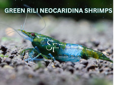 SF Aquatic 10 1 GREEN RILI Neocaridina Aquarium Shrimp. Live Guarantee