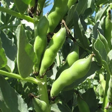 Broad Windsor Fava Bean Seeds - For 2025 Planting Cold Tolerant Summer Faba