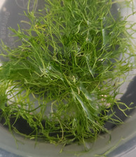 Live Riccia Moss Floating Plant for Shrimp Planted Tanks
