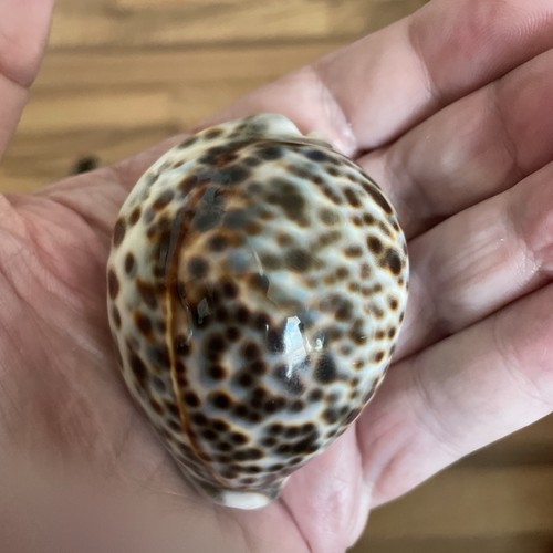 Authentic Tiger Cowrie, fossilized Nautilus Shell And Shark Tooth ￼