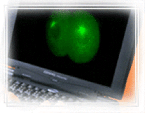 Tableta Pure Pyrenoidosa Chlorella: Pared celular rota de (fábrica de Taiwán) + A+ - Imagen 7 de 14