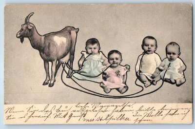 c1905 Goat Babies Sucking Milk South Norwalk Connecticut CT Antique Postcard