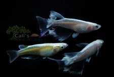 Platinum RLF 3 1 FREE - live medaka japanese rice fish