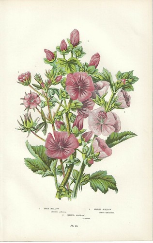 Antiker Druck BLUMEN MALVE MALLOW ALTEA Botanik von Anne Pratt 1899 Antique print