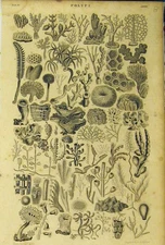 Original Old Antique Print Polypi Crustacions C1860 Sea-Life Animated Nature