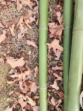 3 18 Inch Sticks of Bamboo. Natural. Fresh Picked. Organic. Arts And Crafts