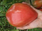 TOMATO OXHEART RED 30 Seeds HEIRLOOM